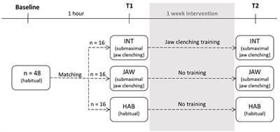 Effects of jaw clenching on dynamic reactive balance task performance after 1-week of jaw clenching training